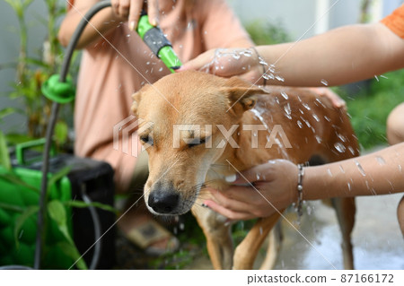 Adorable dog taking a shower in the backyard. Animal care concept. Adorable dog taking a shower in the backyard. Animal care concept. 87166172