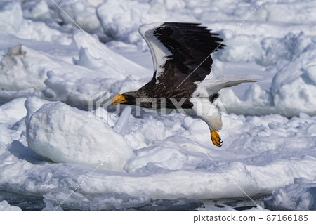 飛行在浮冰上的偉大的老鷹 87166185