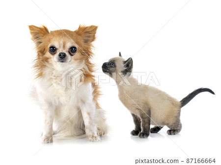 chihuahua and kitten 87166664