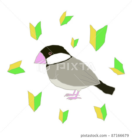 Java sparrow and beginner mark - Stock Illustration [87166679] - PIXTA