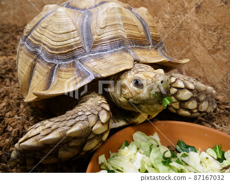 吃蔬菜的大烏龜 87167032