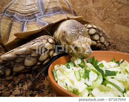 African spurred tortoise crazy about vegetables 87167044