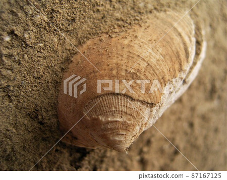 Sagami Bay Oiso Mushikubo Shell Mound 2 Sagami Bay Oiso Mushikubo Shell Mound 2 87167125