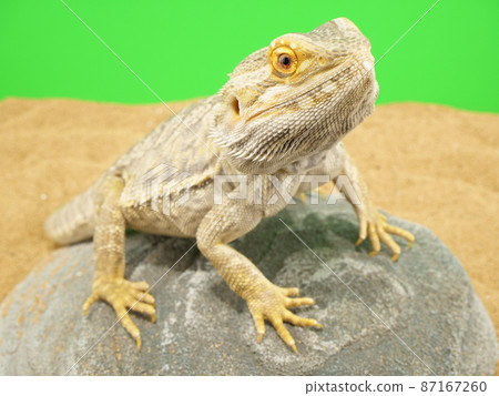 One bearded dragon [adult individual] 87167260