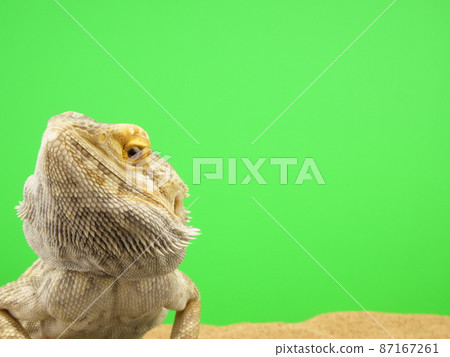 Bearded dragon with eyes down 87167261