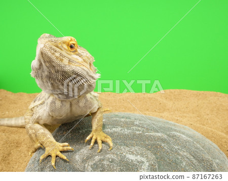 大鬍子龍把手放在石頭上 87167263