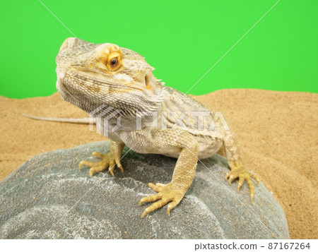 Bearded dragon leaning against a stone 87167264