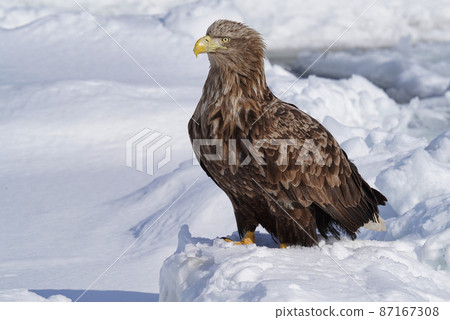 White-tailed eagle standing on drift ice 87167308