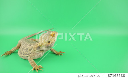 Looking back at the bearded dragon Looking back at the bearded dragon 87167388