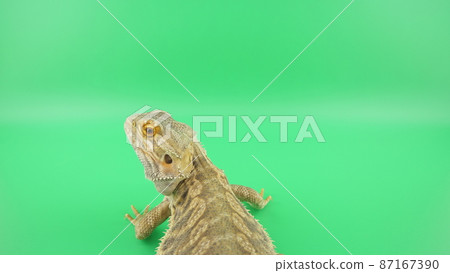Bearded dragon looking back 87167390