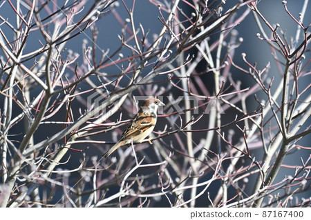 Sparrows that came to the garden Sparrows that came to the garden 87167400
