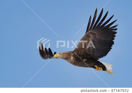 白尾鷹在藍天悠閒地翱翔 87167652