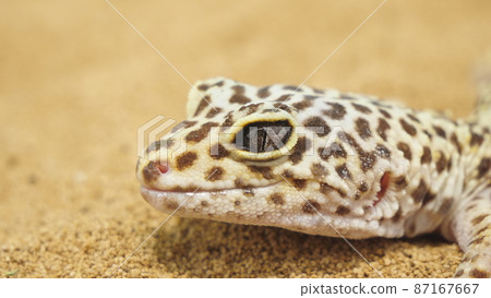 Leopard gecko profile up 87167667