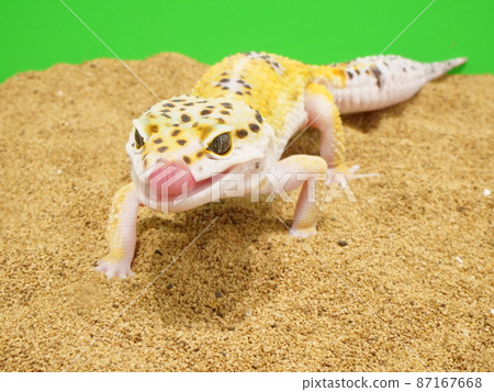 萊奧帕伸出舌頭 萊奧帕伸出舌頭 87167668