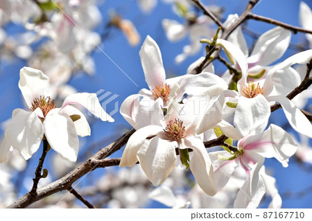 Kobushi（辣） 87167710