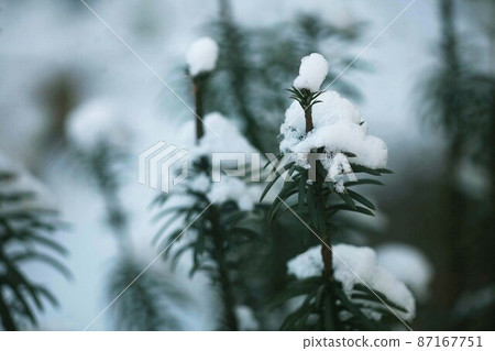 Inumaki wearing a snow hat Inumaki wearing a snow hat 87167751
