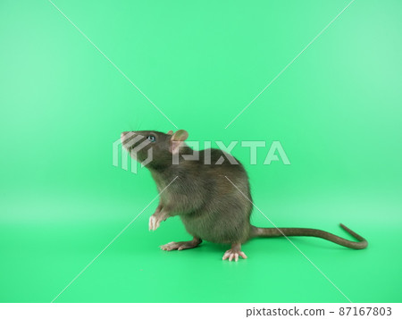 A rat standing on its hind legs and asking around A rat standing on its hind legs and asking around 87167803