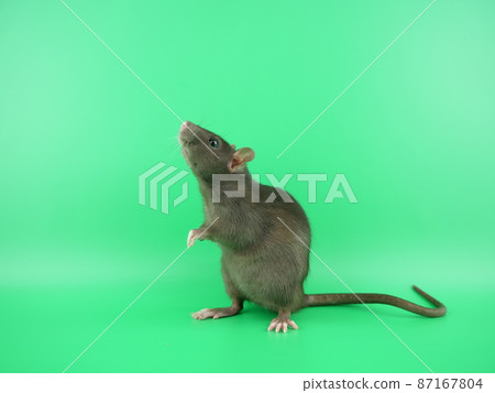 Rats that stand up and smell Rats that stand up and smell 87167804