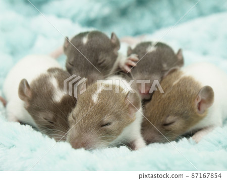 Baby rat sticking to sleep Baby rat sticking to sleep 87167854