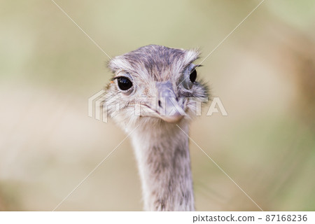 Ostrich head close up, autumn weather park outdoors Ostrich head close up, autumn weather park outdoors 87168236