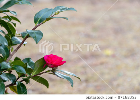 It bloomed quietly in the corner of a lively Sunday park. 87168352