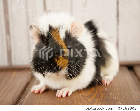 A child guinea pig staring at us A child guinea pig staring at us 87168902