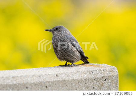 Isohidori♀ 87169095