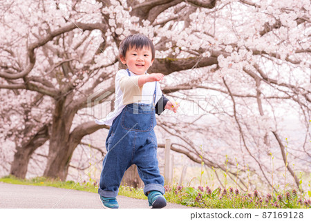 Cherry blossoms, children and cherry blossom viewing 87169128