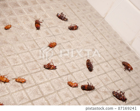 Smokybrown cockroach corpses scattered in public toilets Smokybrown cockroach corpses scattered in public toilets 87169241