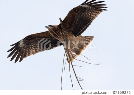 Tobi flying with a branch 87169275