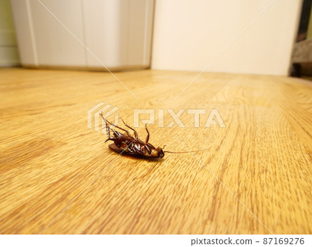 Cockroach rolling on the floor 87169276