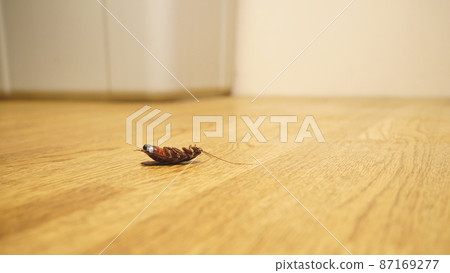 Defeated Smokybrown Cockroach 87169277