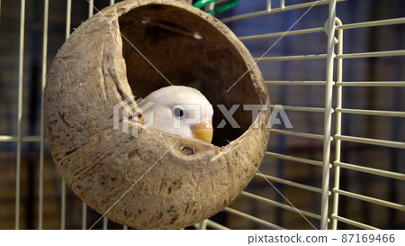 A pastel Fischer's Lovebird peeking out from a coconut shell which is hanged inside its cage, with only its head visible. 87169466