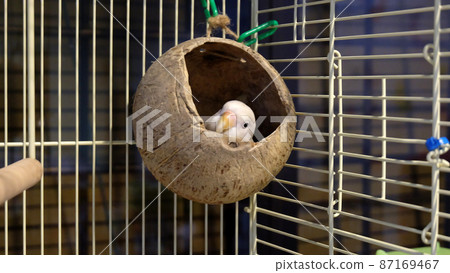 A pastel Fischer's Lovebird peeking out from a coconut shell which is hanged inside its cage, with only its head visible. A pastel Fischer's Lovebird peeking out from a coconut shell which is hanged inside its cage, with only its head visible. 87169467