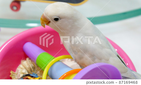 A pastel blue Fischer's Lovebird standing on top of a pink tray filled with toys. 87169468