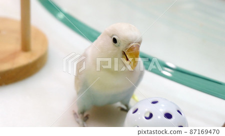 A pastel blue Fischer's Lovebird standing on a dining table, next to a plastic toy ball. A pastel blue Fischer's Lovebird standing on a dining table, next to a plastic toy ball. 87169470
