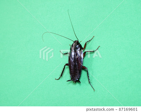 Smokybrown cockroach sticking to the wall Smokybrown cockroach sticking to the wall 87169601