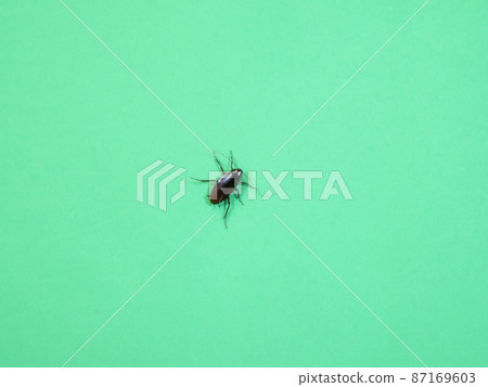 出現在牆上的煙褐色蟑螂 87169603