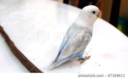 A pastel blue Fischer's Lovebird standing on top of a table, with a wooden stick behind it. 87169611