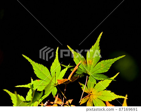 黑色背景的綠楓 黑色背景的綠楓 87169691