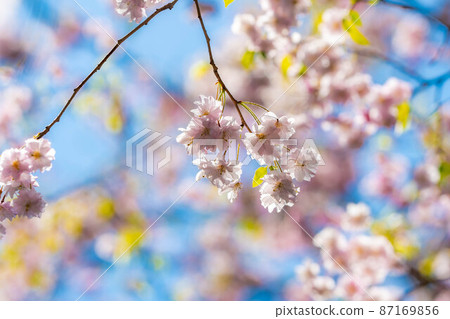[Sakura material] Yae-Beni-Shidare [Nagano Prefecture] 87169856