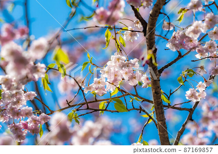[Sakura material] Yae-Beni-Shidare [Nagano Prefecture] 87169857