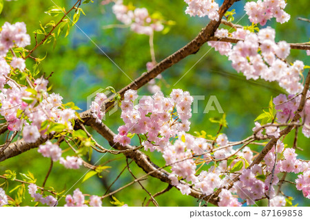 [Sakura material] Yae-Beni-Shidare [Nagano Prefecture] 87169858