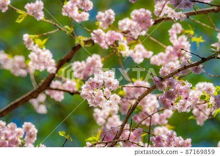 [櫻花素材] 八重紅師達 [長野縣] 87169859
