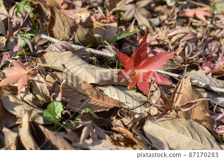 A fallen leaflet A fallen leaflet 87170283