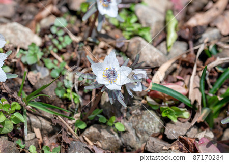 In February, Eranthis pinnatifida in full bloom in the colony of Aogaki-cho, Tamba City, Hyogo Prefecture 87170284