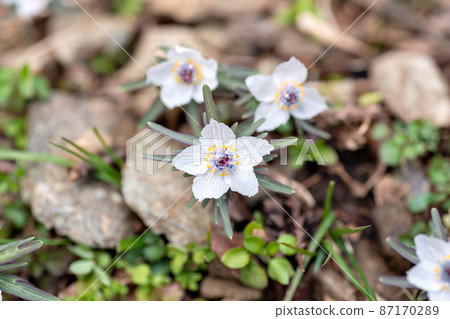 2月,兵庫縣丹波市青垣町群落盛開的Eranthis pinnatifida 2月,兵庫縣丹波市青垣町群落盛開的Eranthis pinnatifida 87170289
