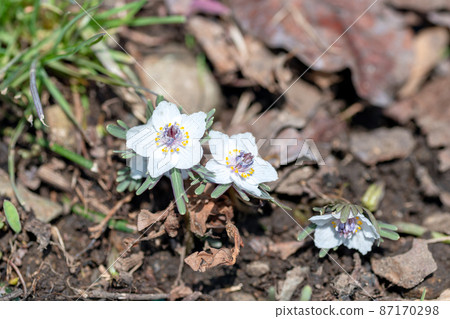 In February, Eranthis pinnatifida in full bloom in the colony of Aogaki-cho, Tamba City, Hyogo Prefecture In February, Eranthis pinnatifida in full bloom in the colony of Aogaki-cho, Tamba City, Hyogo Prefecture 87170298