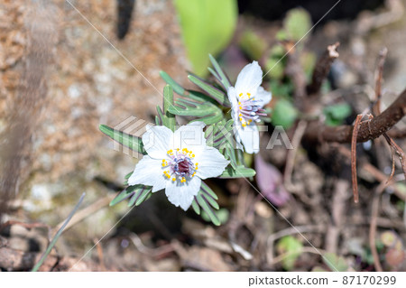 In February, Eranthis pinnatifida in full bloom in the colony of Aogaki-cho, Tamba City, Hyogo Prefecture 87170299