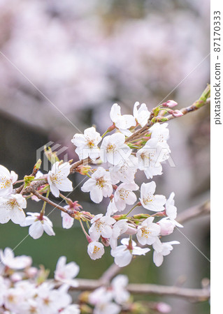 櫻花 櫻 台灣 阿里山 景點 Pink sakura alishan 桜 さくら 櫻花 櫻 台灣 阿里山 景點 Pink sakura alishan 桜 さくら 87170333